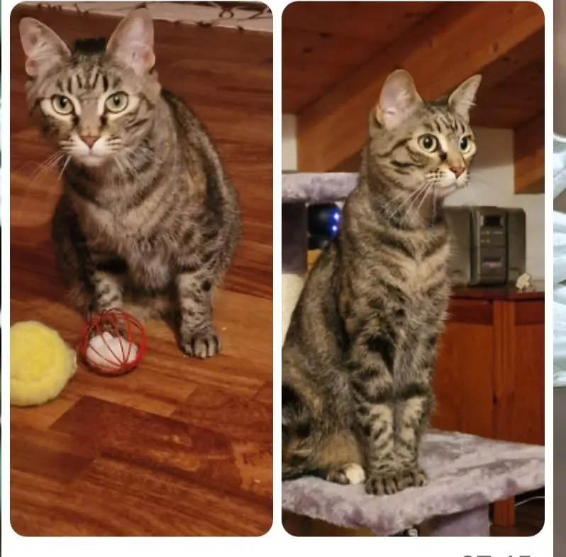 gatta lost    La Spezia Mia