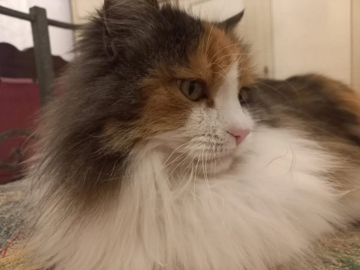 gatta lost    La Spezia Trilly