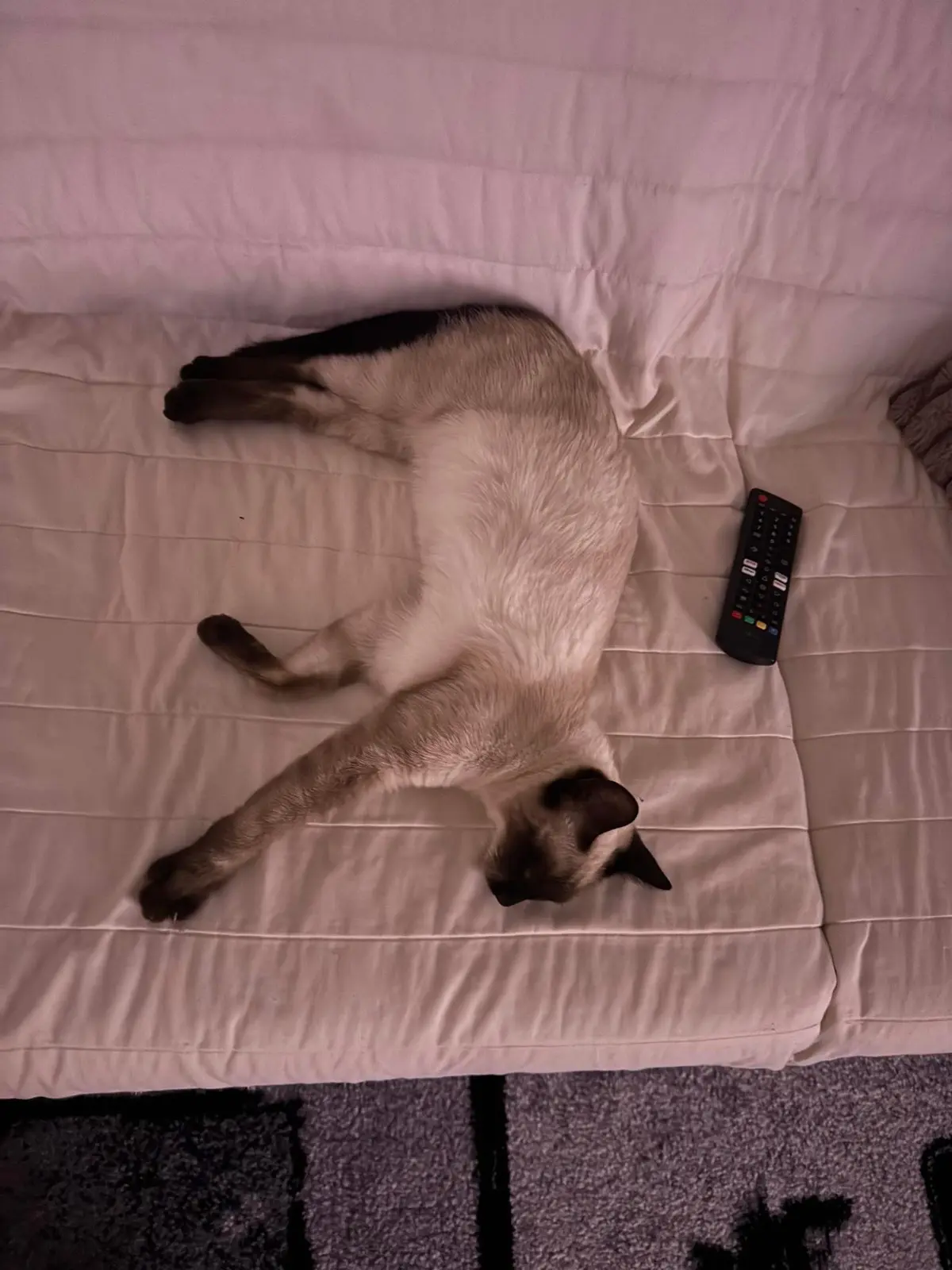 gatta lost   19021 Arcola Luce