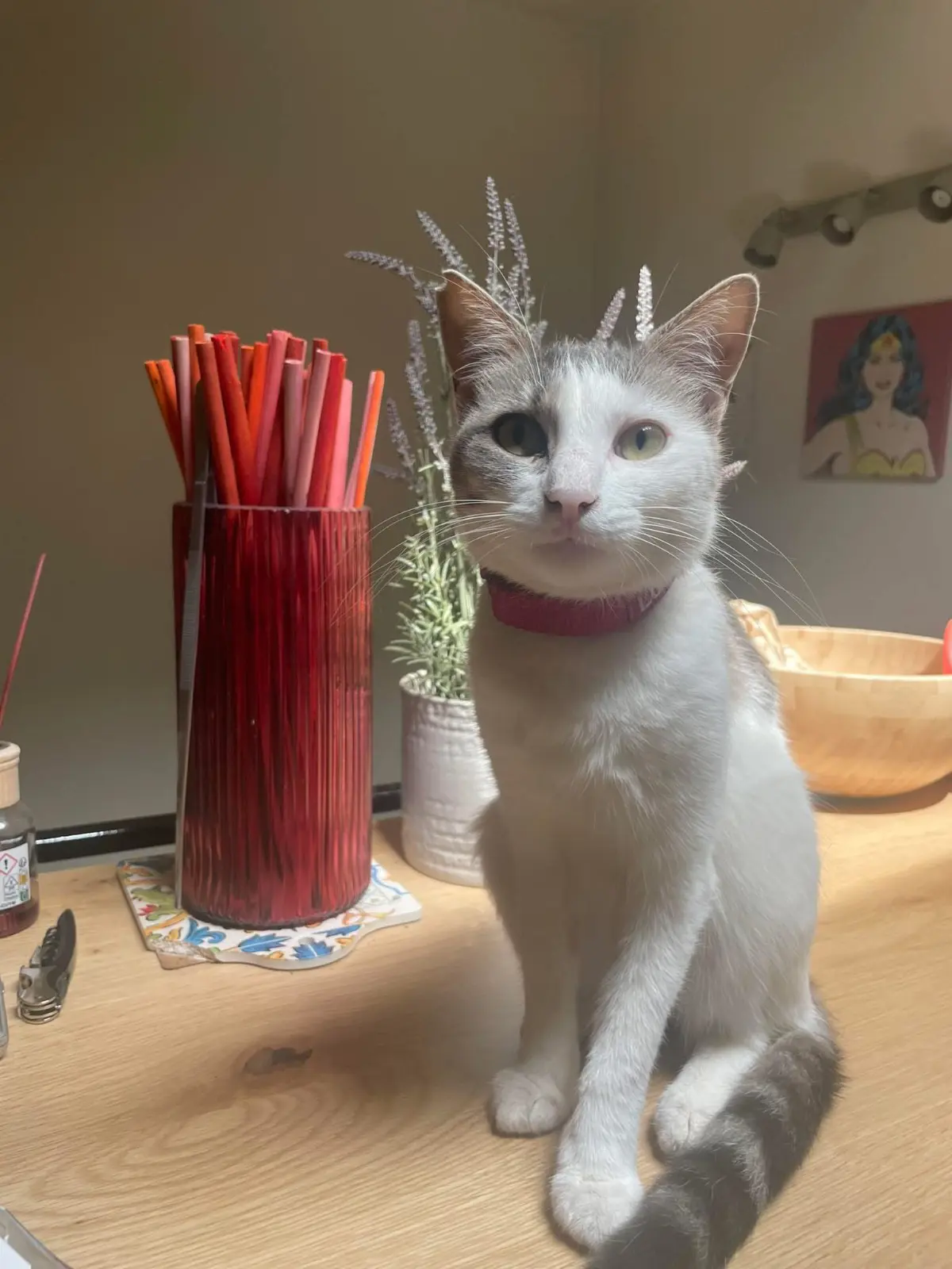 gatta lost   19015 Levanto Lulù