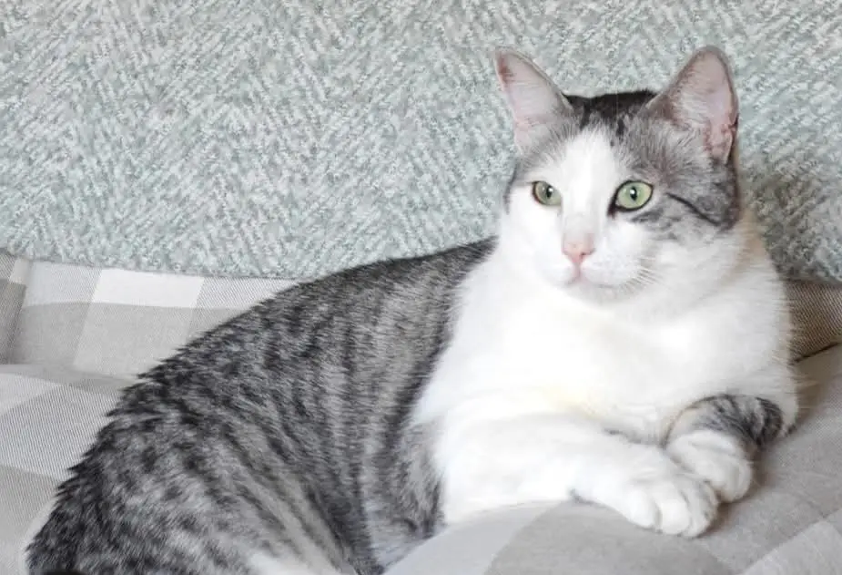 gatta lost  Via Caprera  Loiri-Poltu Santu Paolu/Loiri Porto San Paolo Mia