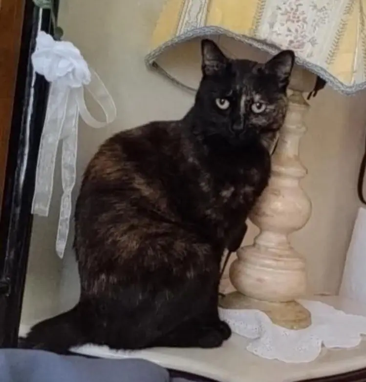 gatta lost   07046 Posthudorra/Porto Torres Gavina