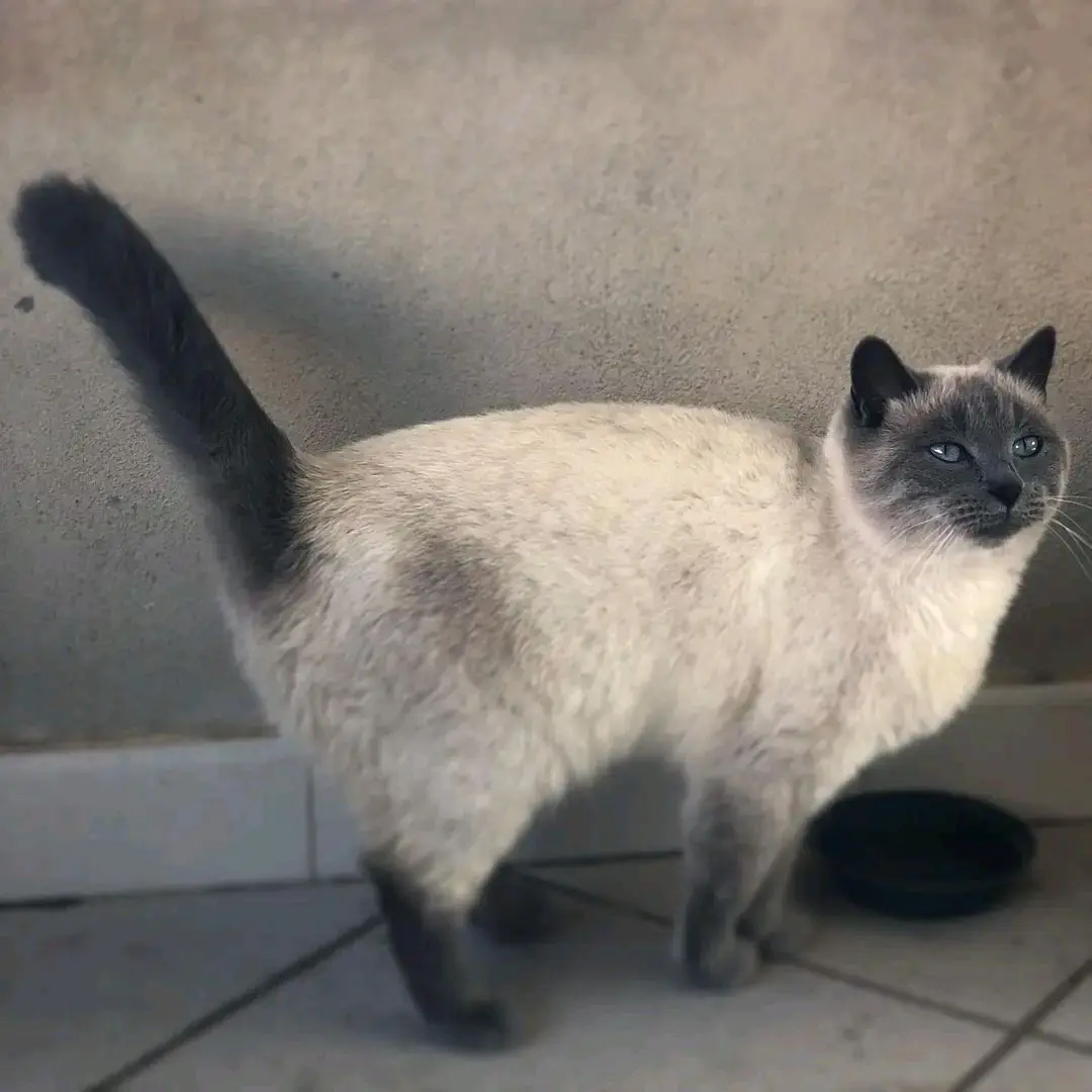 gatta lost  Via Tempio Pausania  Santa Maria La Palma Gilda