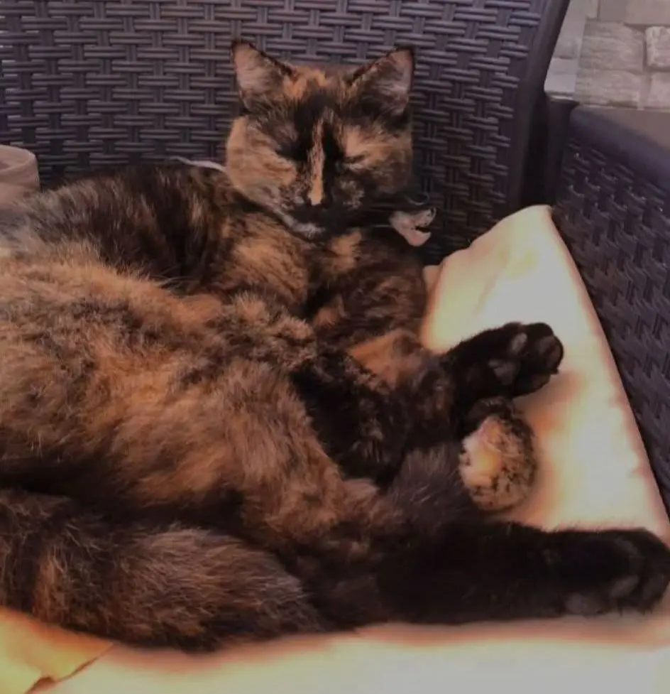 gatta lost    Alghero Grace