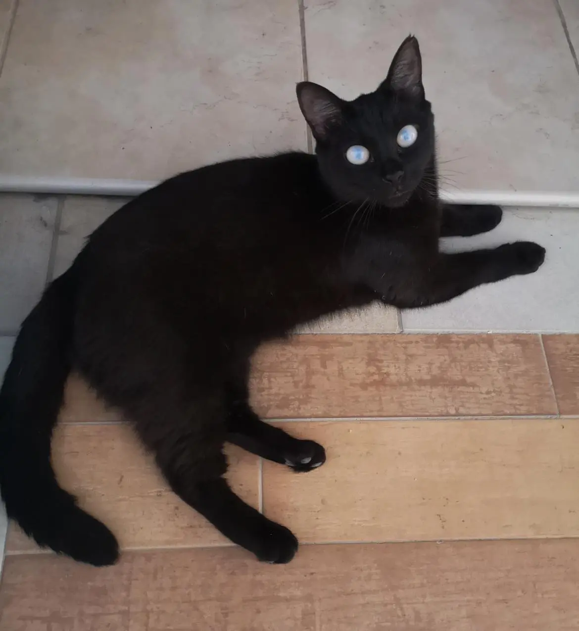 gatta lost   07046 Posthudorra/Porto Torres Lilly