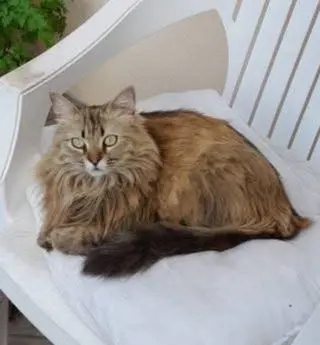 gatta lost    Alghero Margot