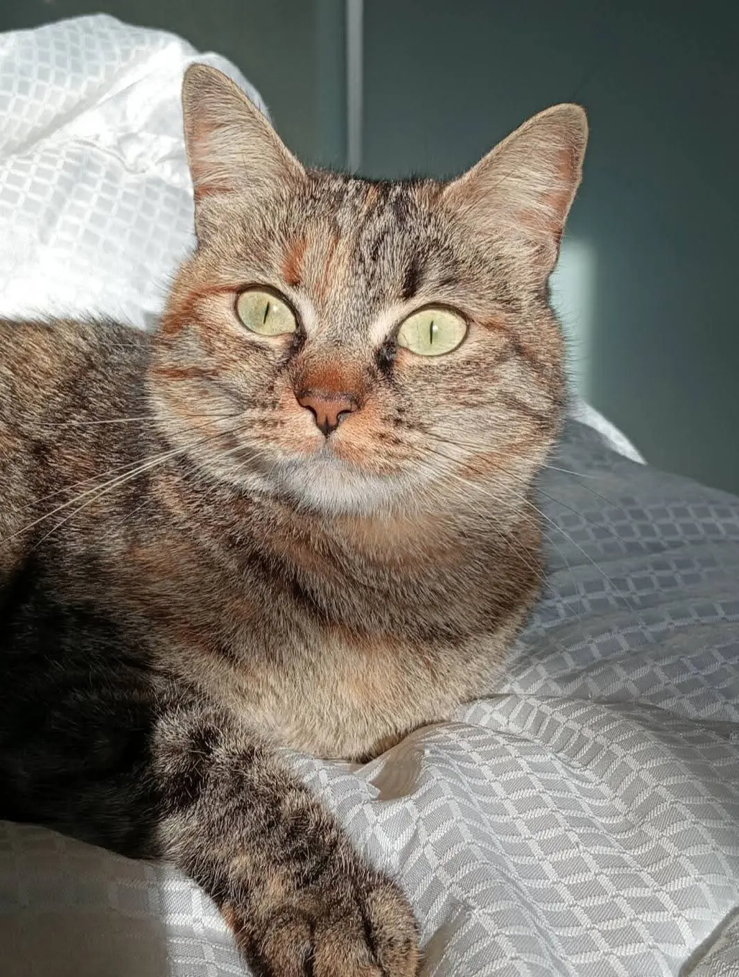 gatta lost    Alghero Mia