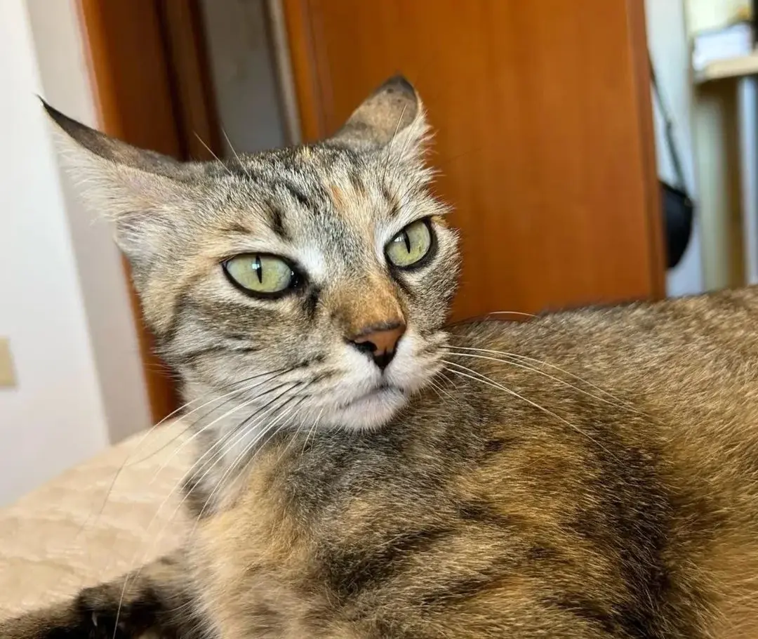 gatta lost  Via Tempio Pausania  Santa Maria La Palma Molly