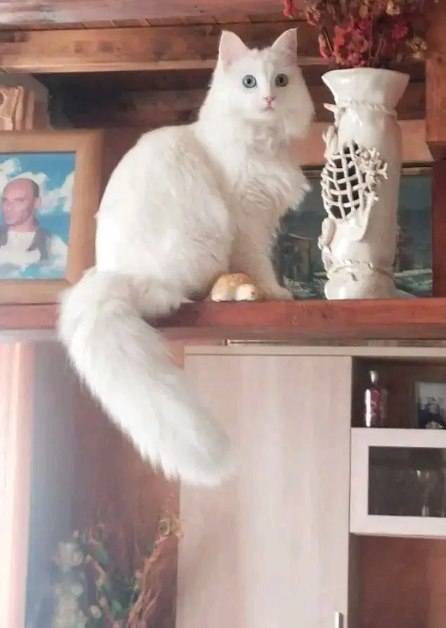 gatta lost   07039 Codaruina/Valledoria Perla