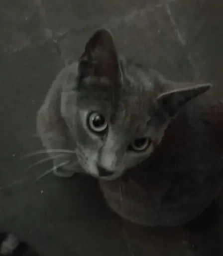 gatta lost   09016 Iglesias Batuffola