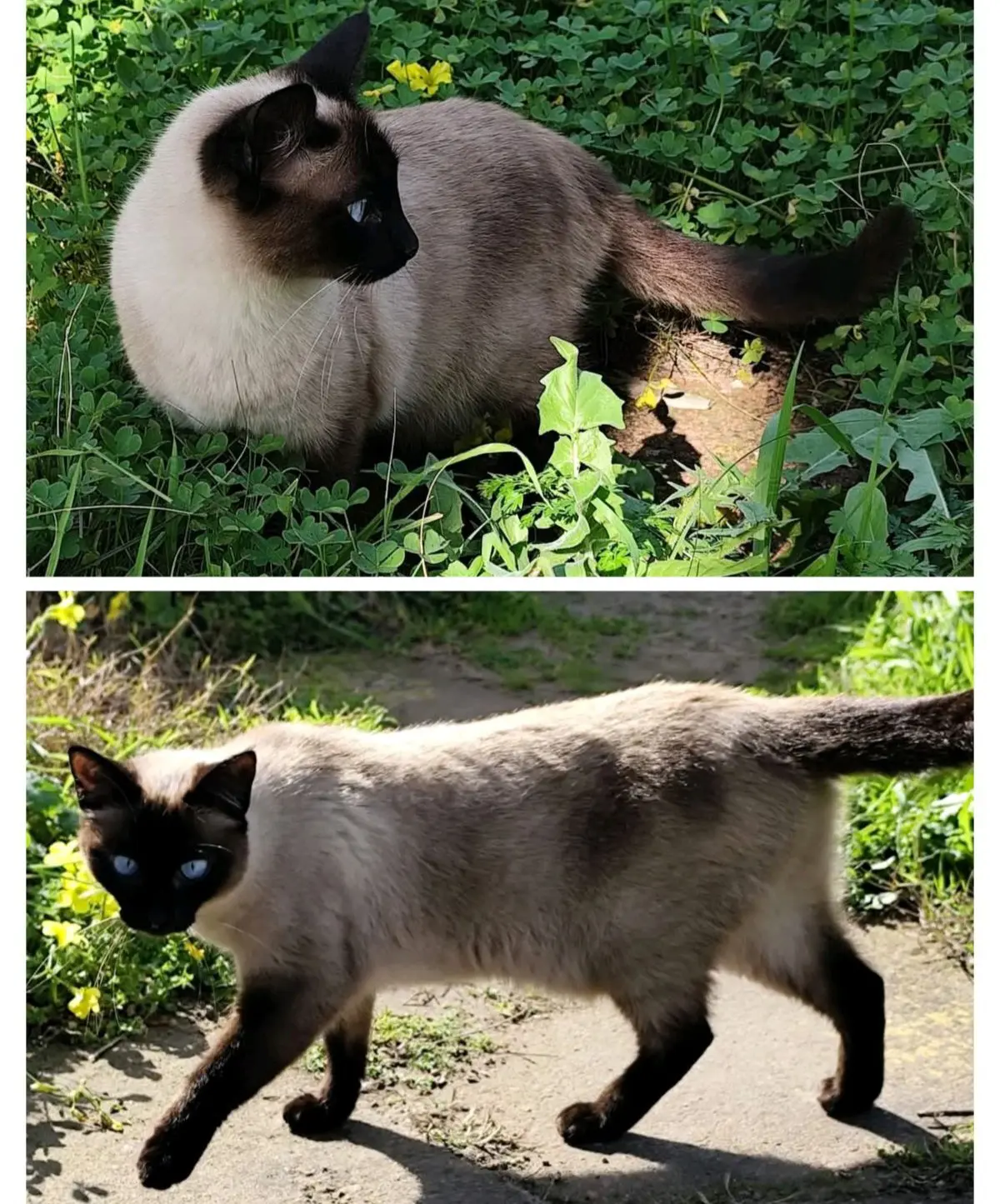 gatta lost   09017 Santu Antiogu/Sant'Antioco Cicetta