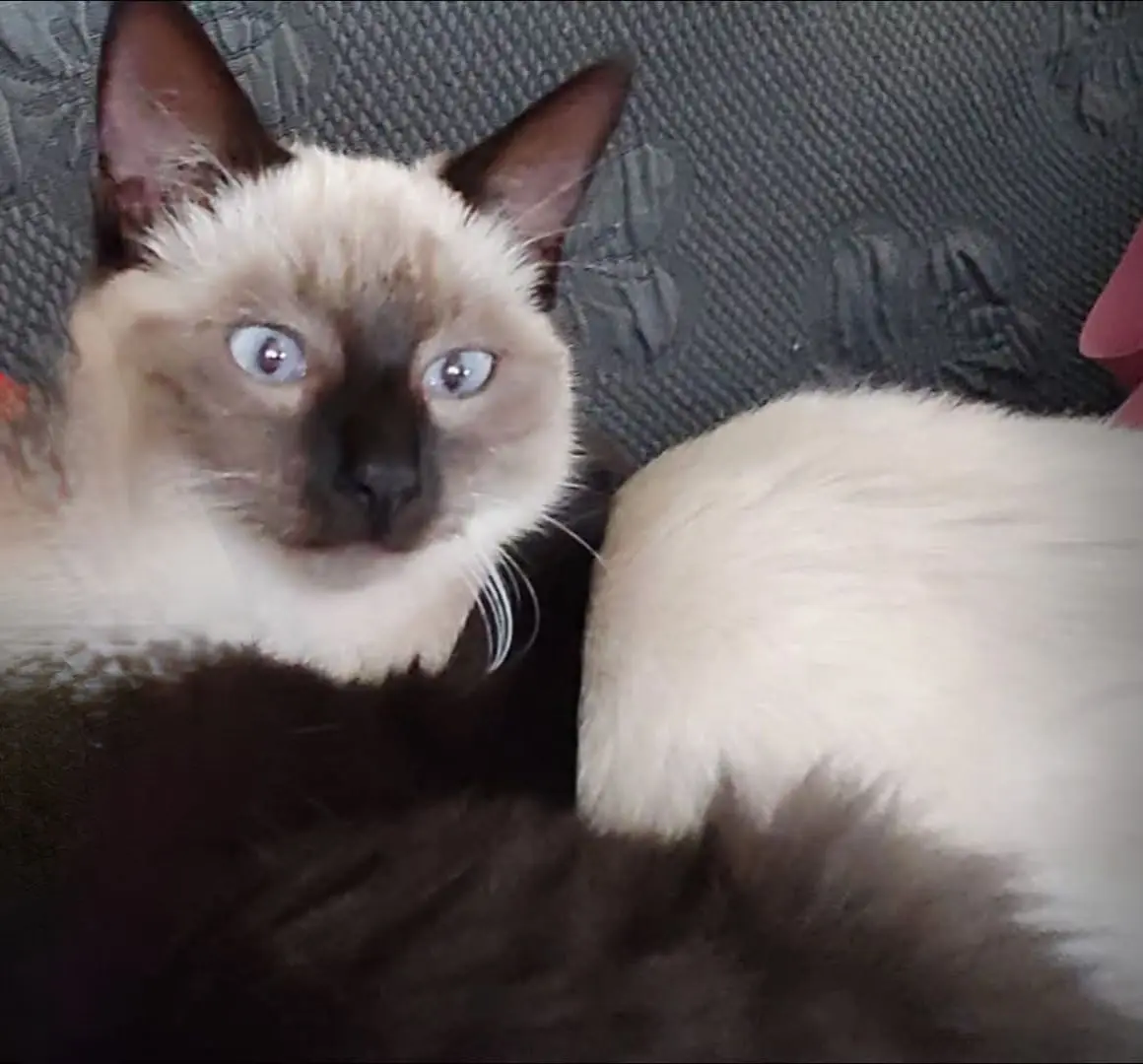 gatta lost   09017 Santu Antiogu/Sant'Antioco Lamentina