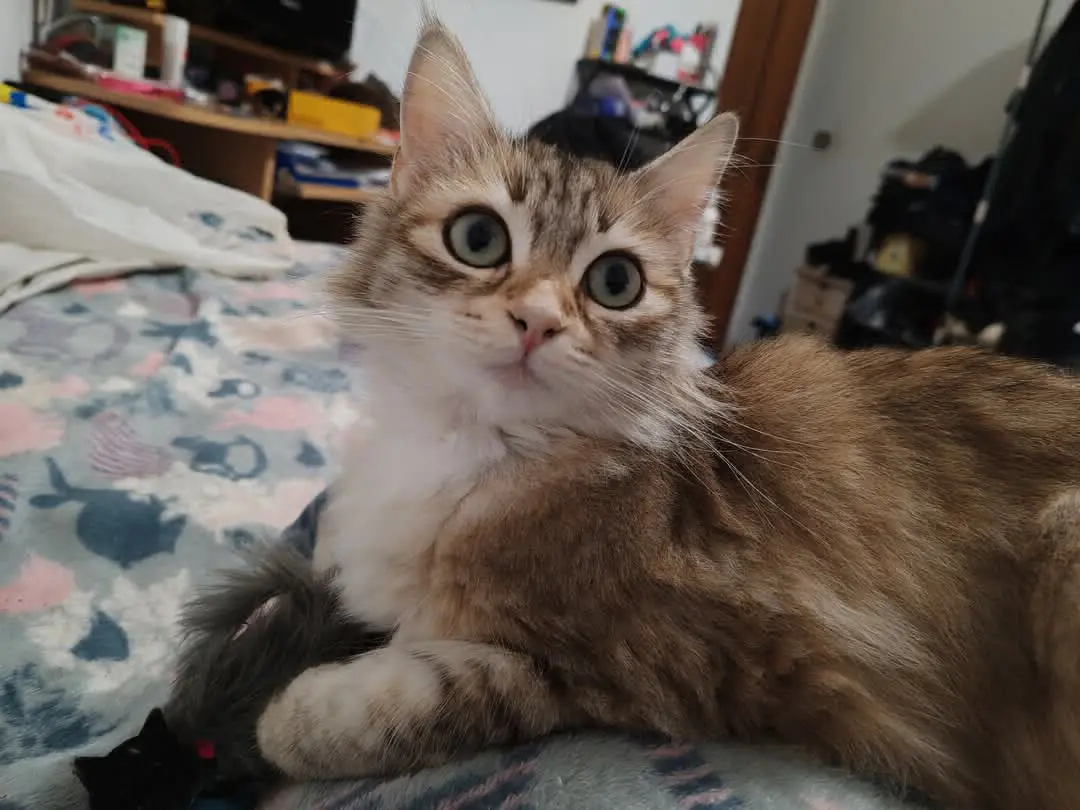 gatta lost   09016 Iglesias Luna