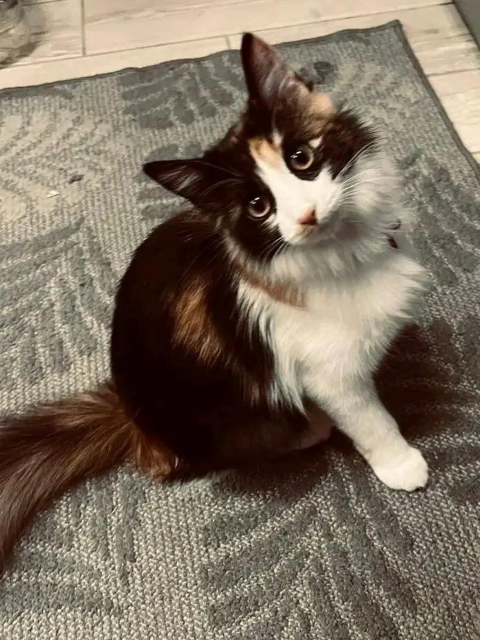 gatta lost   09013 Carbonia Luna