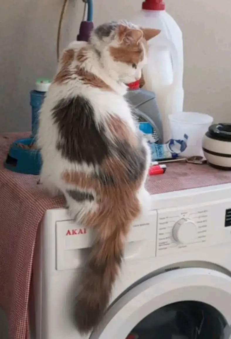 gatta lost   09010 Portescusi/Portoscuso Maya