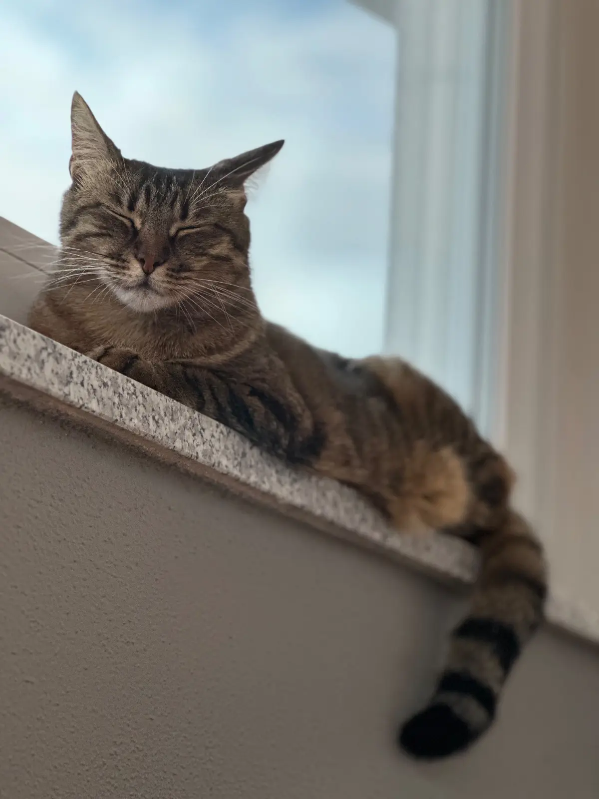 gatta lost   09020 Pramantellu/Pimentel Mia