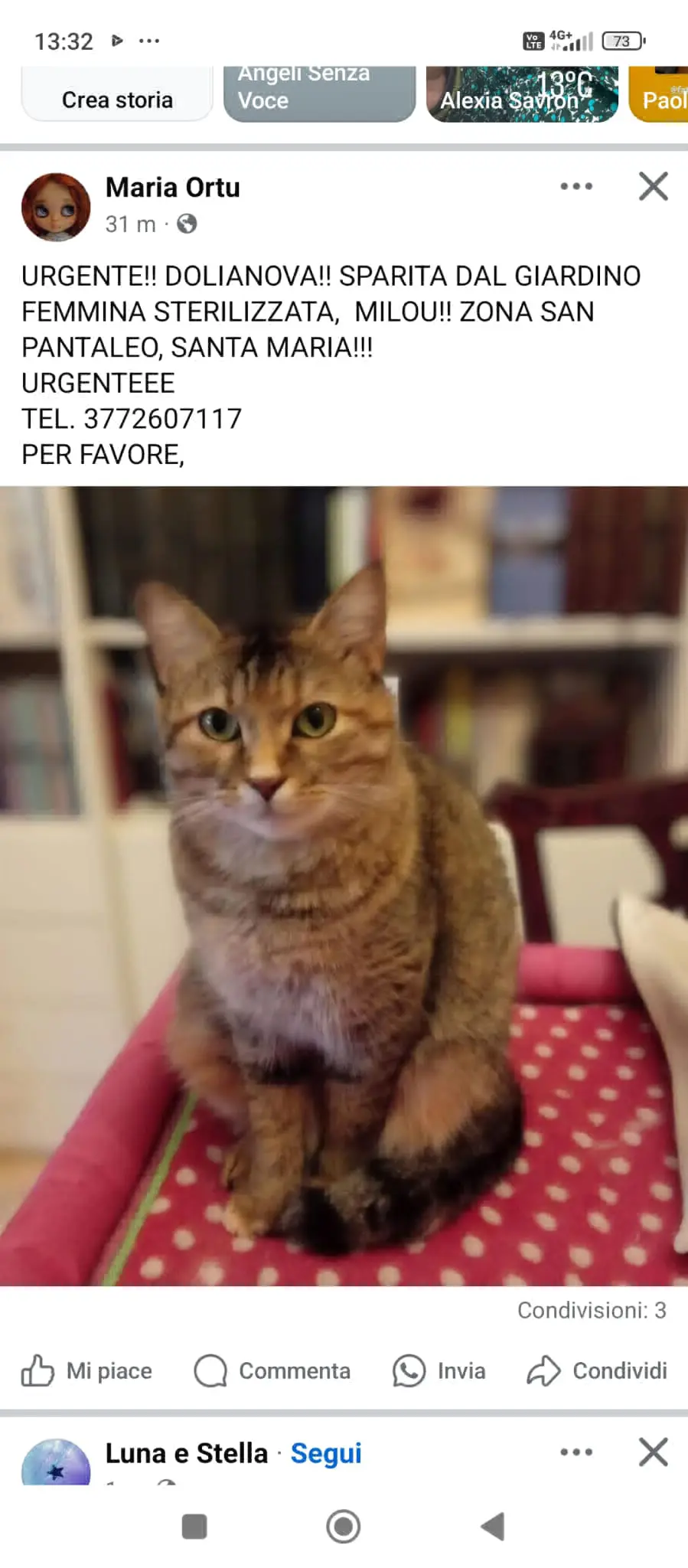 gatta lost   09041 Patiolla/Dolianova Milou