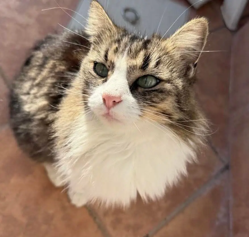 gatta lost   09011 Câdesédda/Calasetta Milù