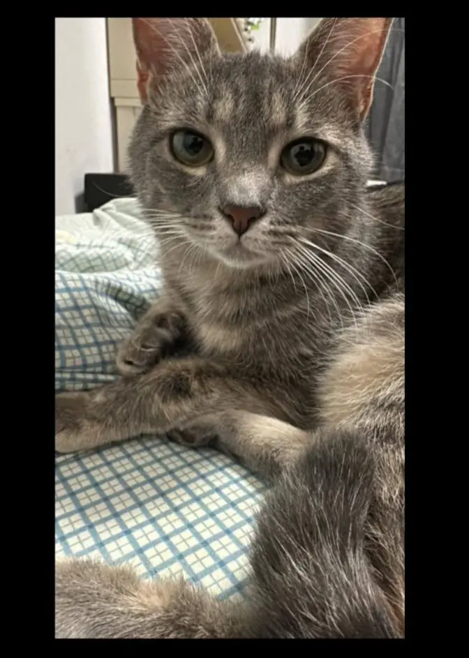 gatta lost   09026 Santu Sparau/San Sperate Perla