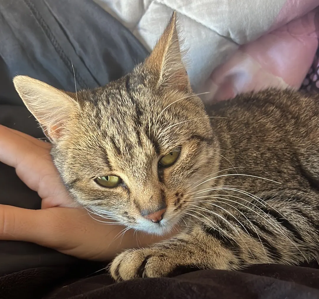 gatta lost   09025 Seddori/Sanluri Simba