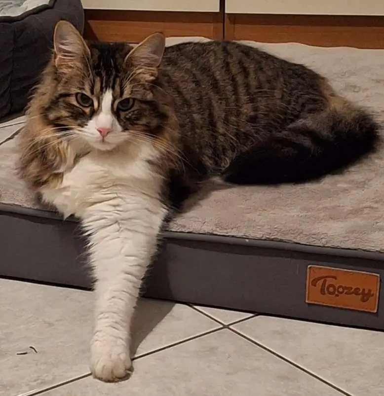 gatta lost   09026 Santu Sparau/San Sperate Sophie