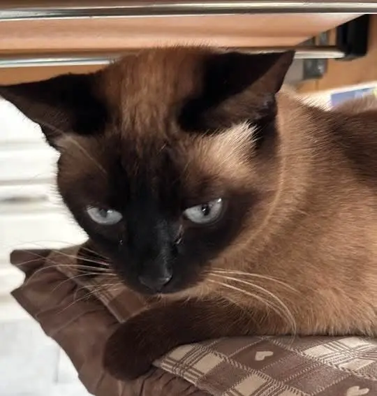 gatta lost   09026 Santu Sparau/San Sperate Stella