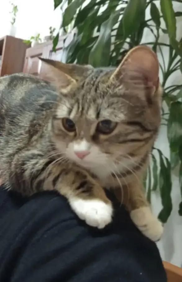 gatta lost    Cosseria Akira