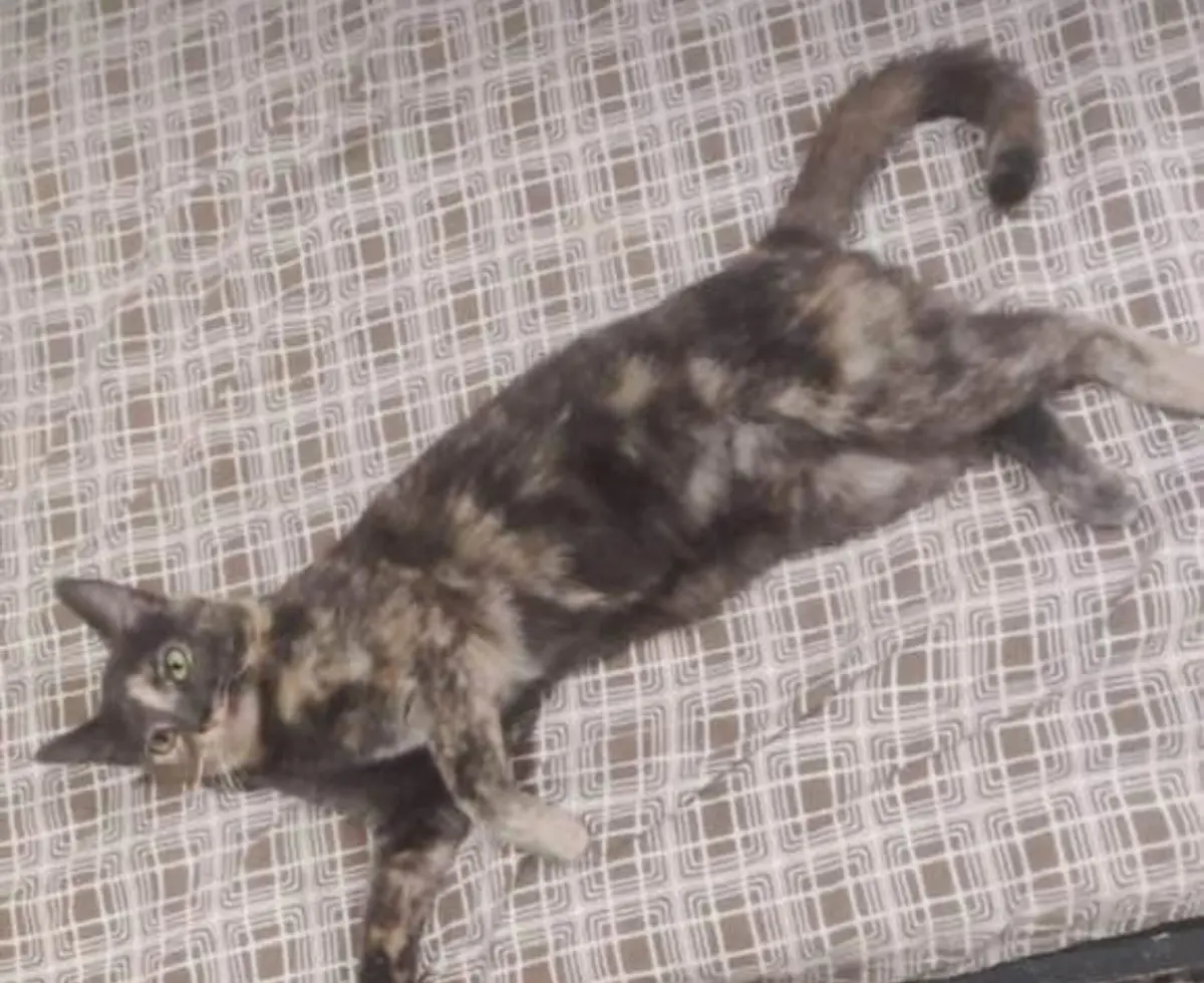 gatta lost   17047 Vado Ligure Akita