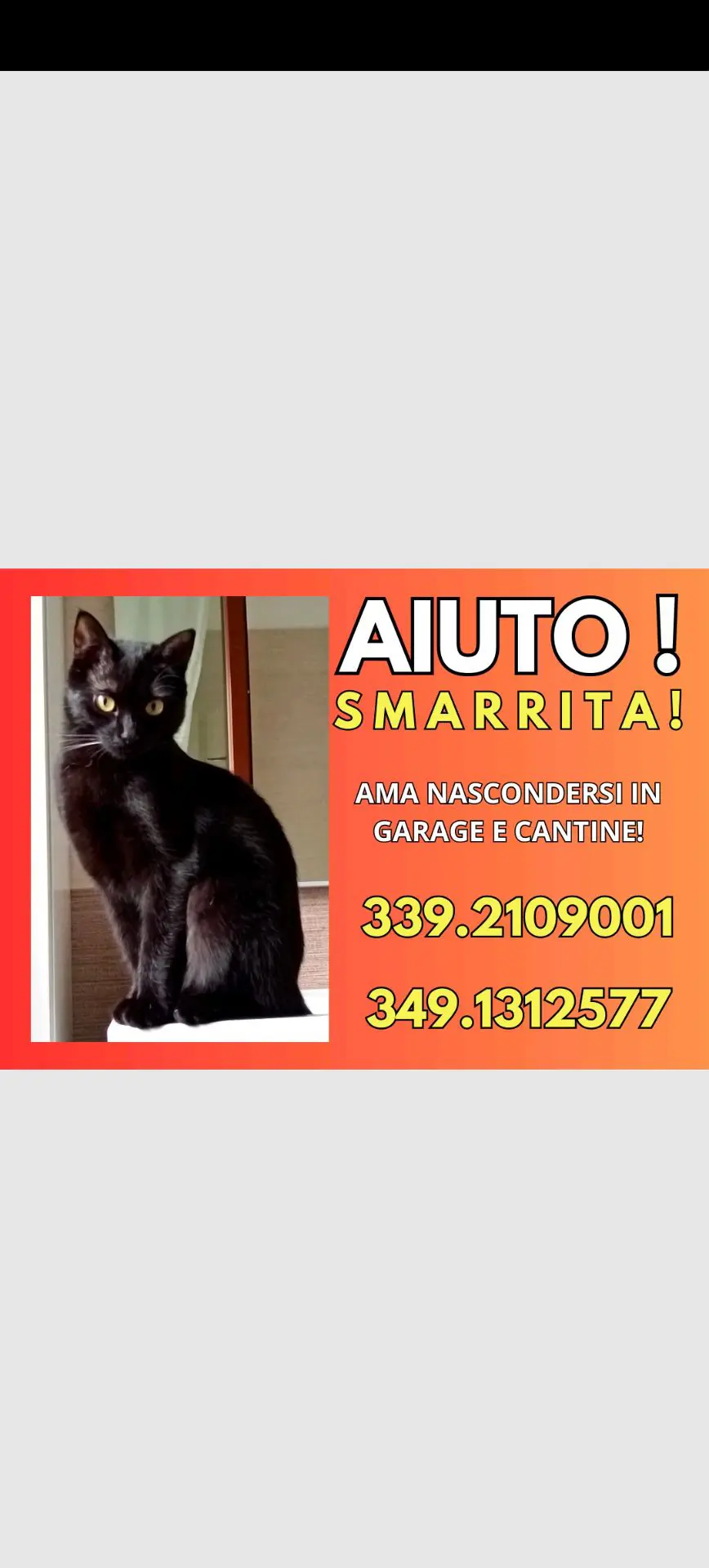 gatta lost   17023 Ceriale Beker