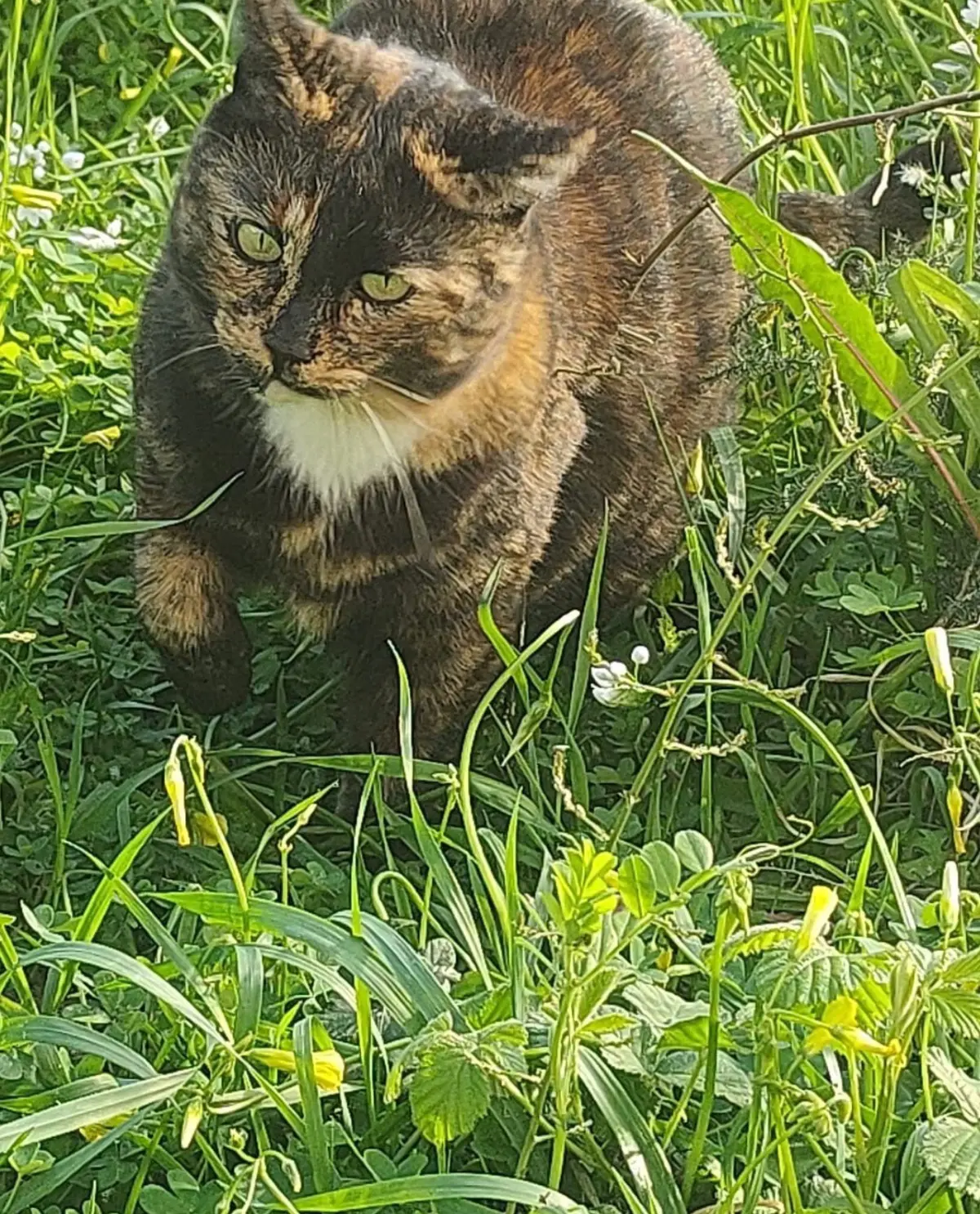 gatta lost   17023 Ceriale Mina