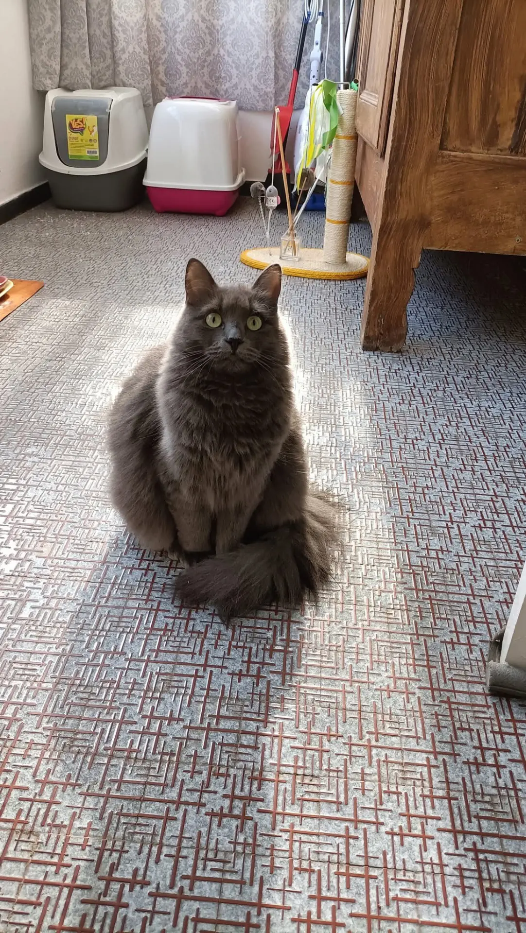 gatta lost   17100 Savone Dafne