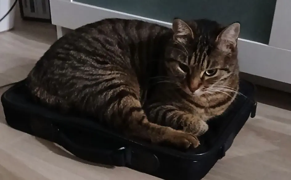 gatta lost   17100 Savone Stella