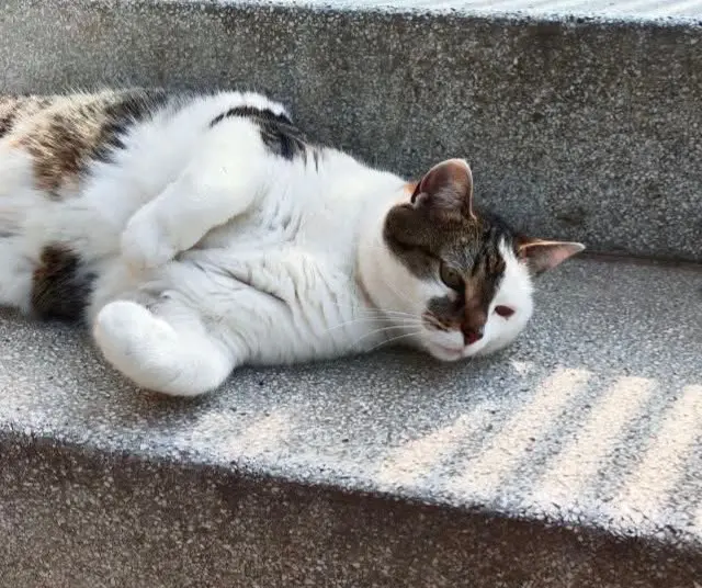 gatta lost   38121-38123 Trente Gio