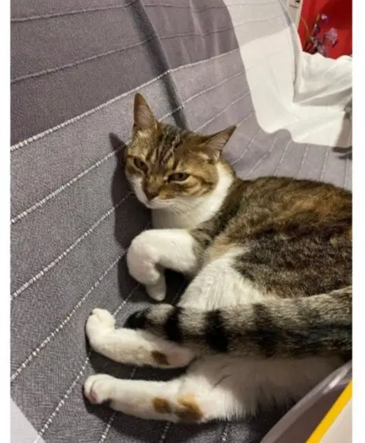 gatta lost   10043 Orbassano Ariel