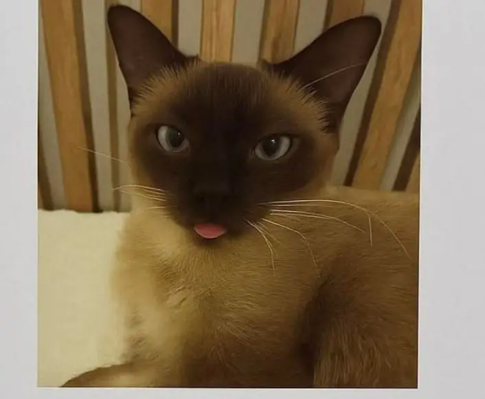 gatta lost    San Benigno Canavese Luna