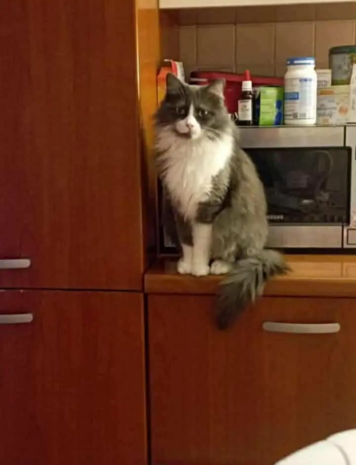 gatta lost    Torino Rori