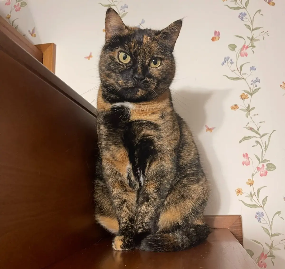 gatta lost   10054 Césane Cous cous