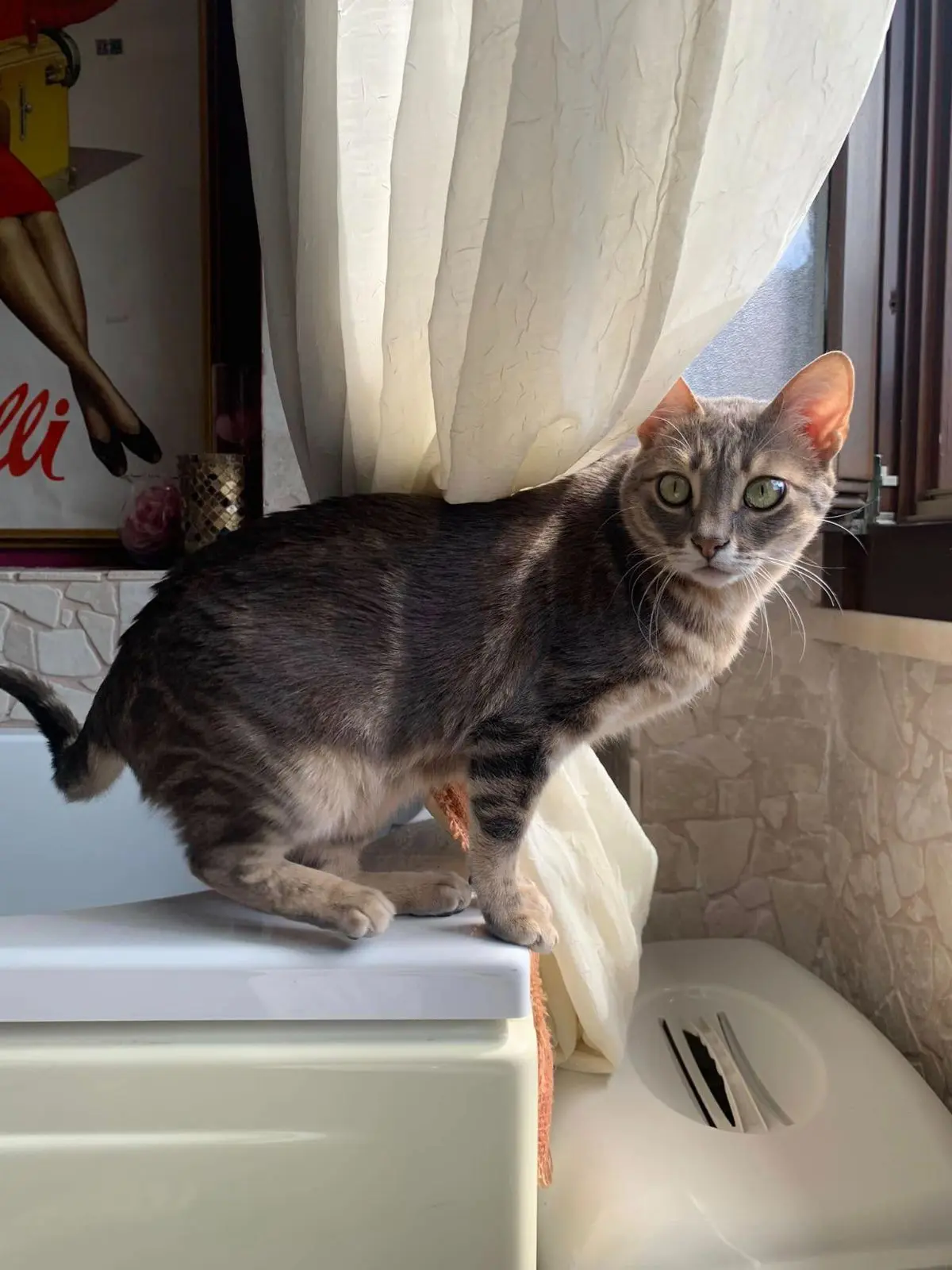 gatta lost   10078 Venaria Reale Ellie