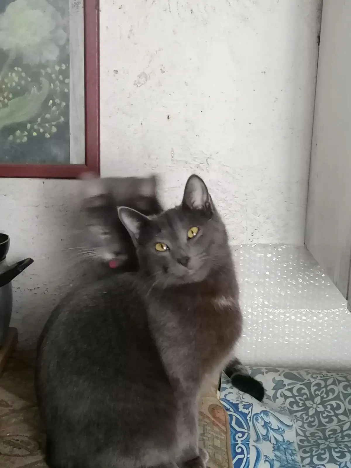 gatta lost   10053 Bussolin Grey