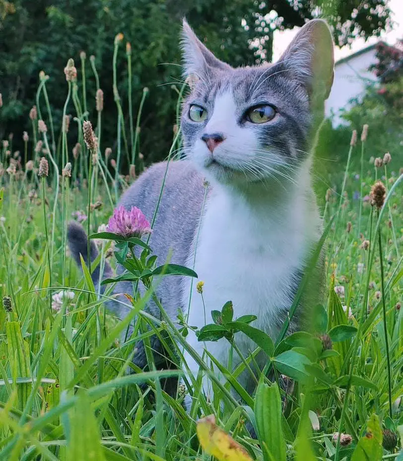 gatta lost   10024 Moncalieri Harley