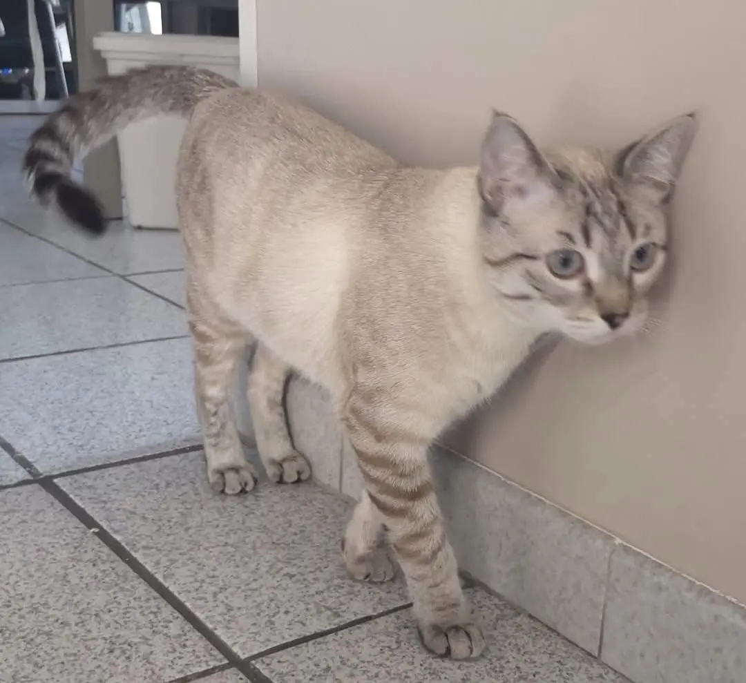 gatta lost   10024 Moncalieri Krystal