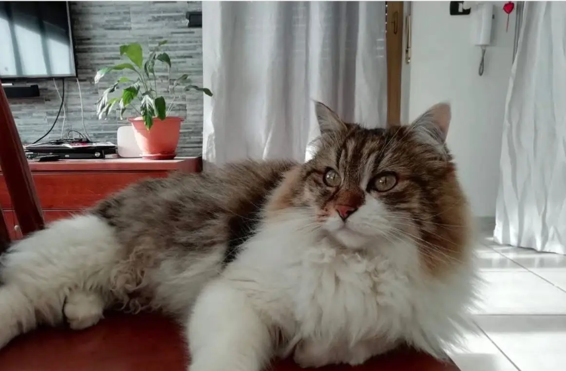 gatta lost   10036 Settimo Torinese Lady