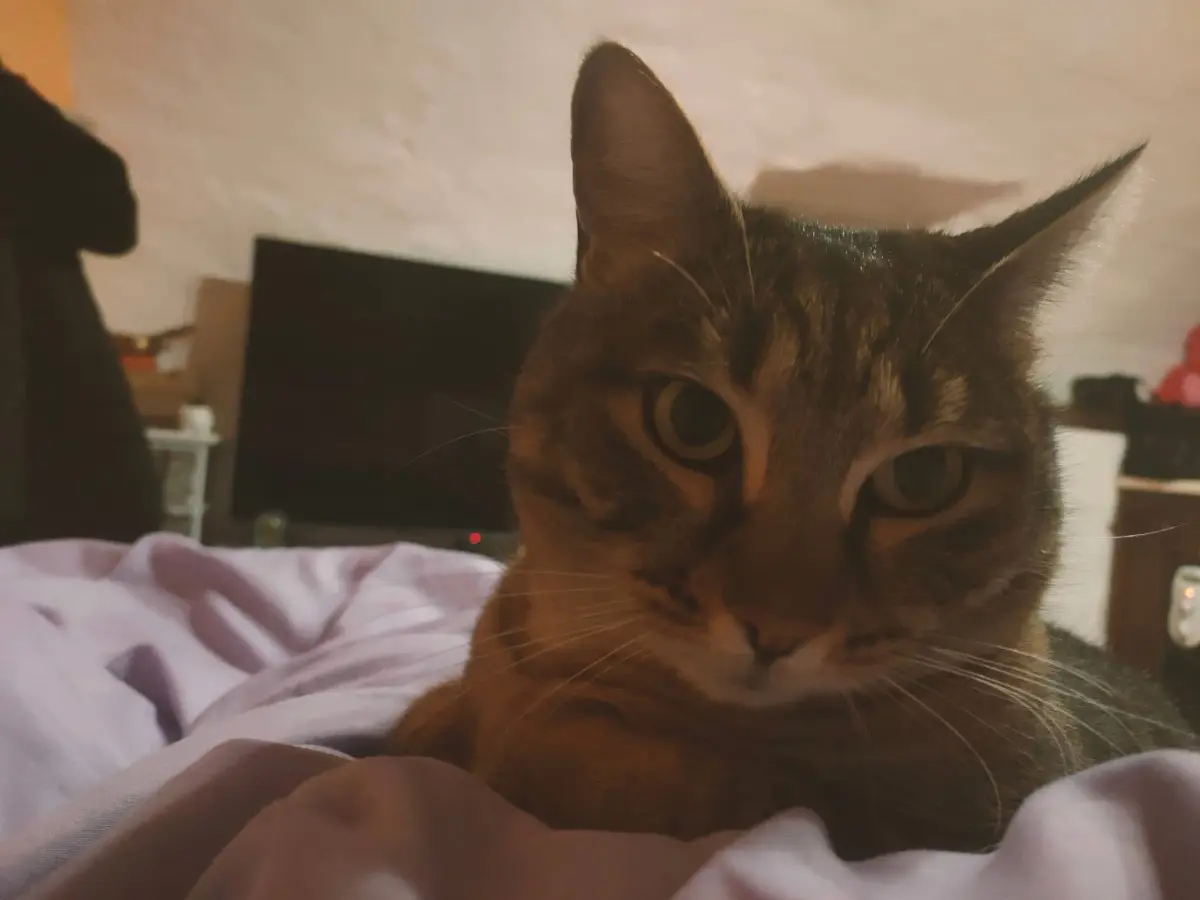 gatta lost    Cumiana Liana