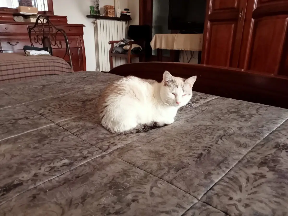 gatta lost    Castagnole Piemonte Marilyn