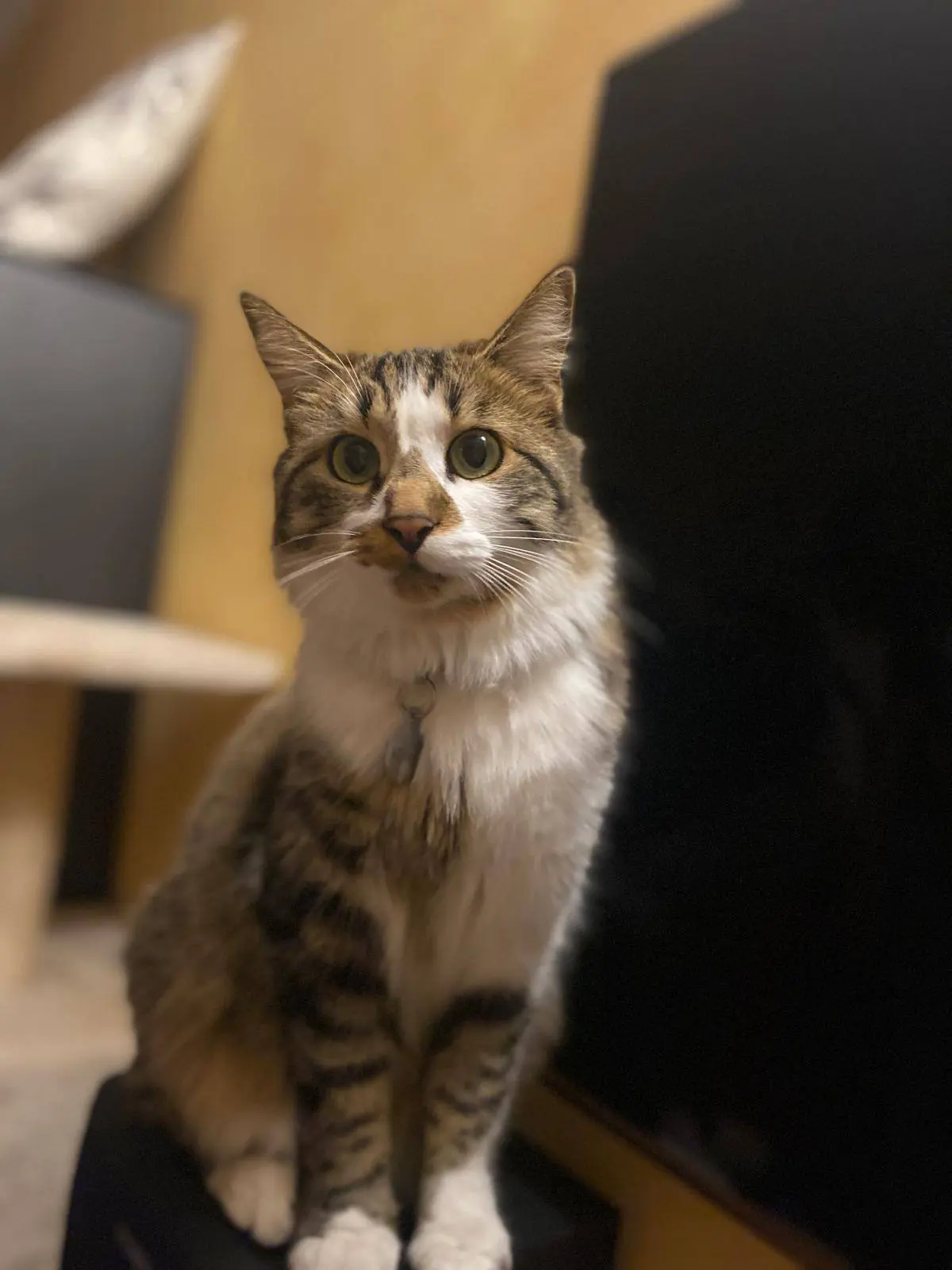 gatta lost   10016 Montalto Dora Maya