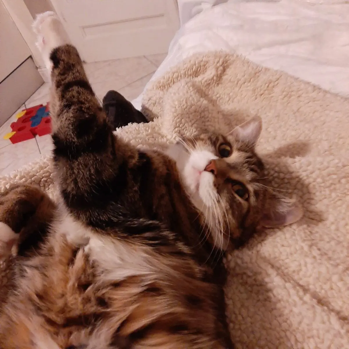 gatta lost   10078 Venaria Reale Maya