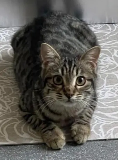 gatta lost    Grugliasco Miriam