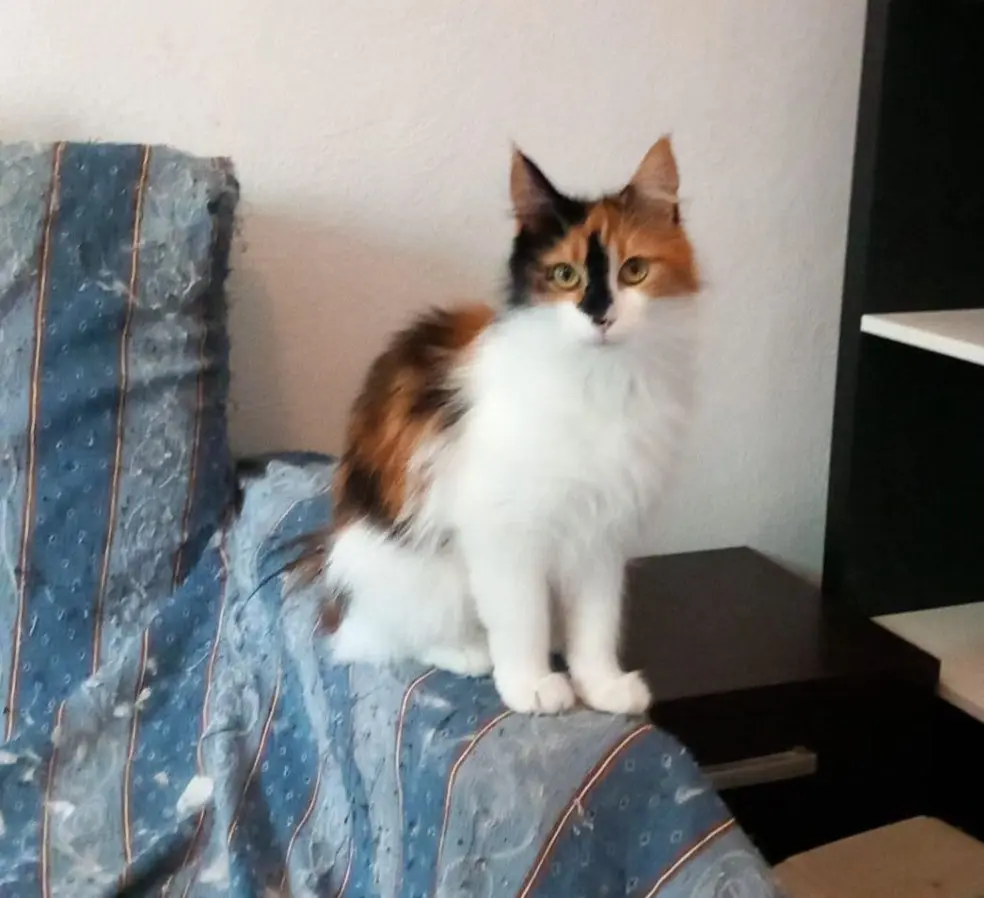 gatta lost   10064 Pinerolo Morgana