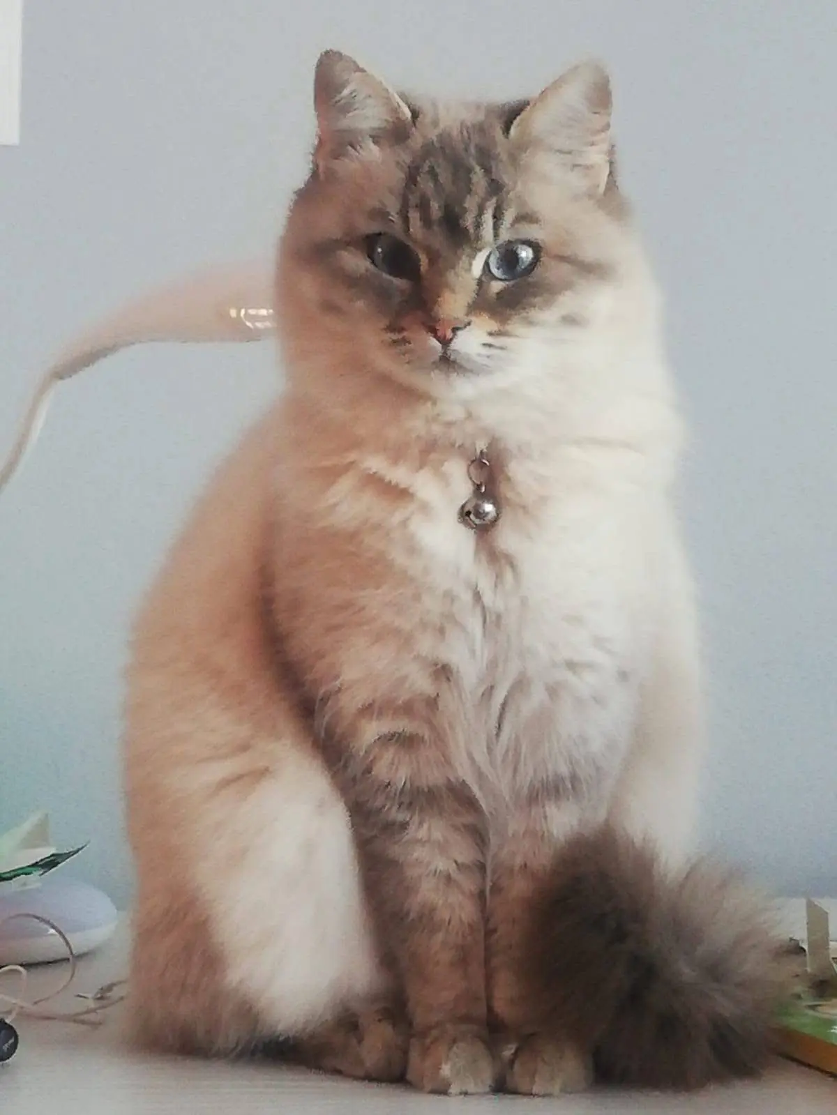 gatta lost   10043 Orbassano Nina