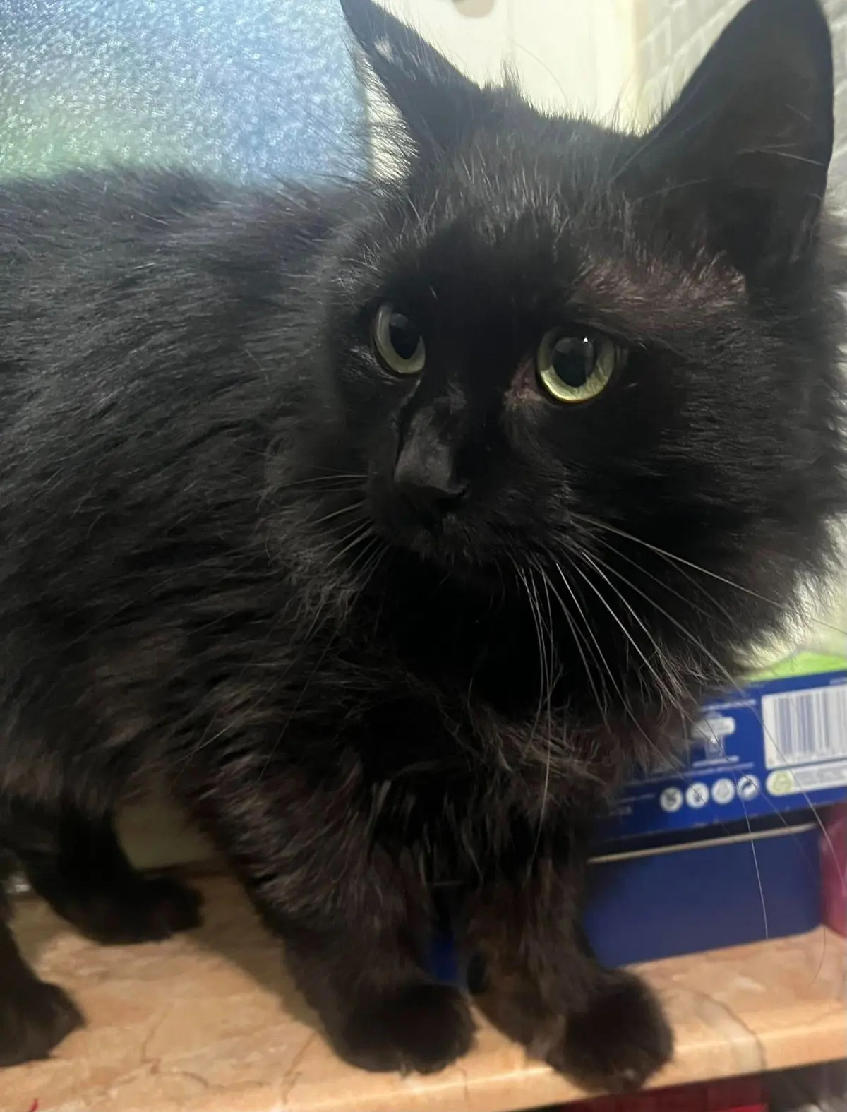 gatta lost    Collegno Pupa